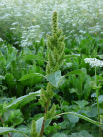 Achillea millefolium